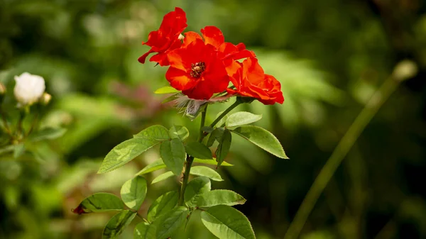 Plantas Flores Hojas Ramas Árboles Arbustos Hierba — Foto de Stock