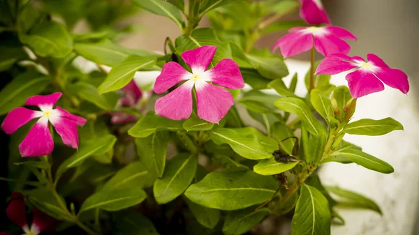 Plantas Flores Hojas Ramas Árboles Arbustos Hierba — Foto de Stock