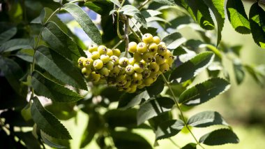 Bitkiler, çiçekler, yapraklar, dallar, ağaçlar, çalılar, çimenler