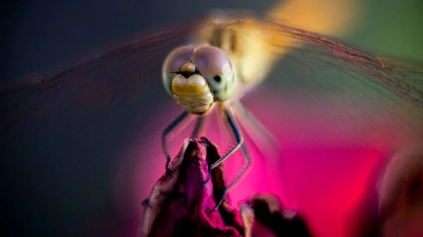 Schöne Libelle Mit Transparenten Flügeln Sommer — Stockfoto