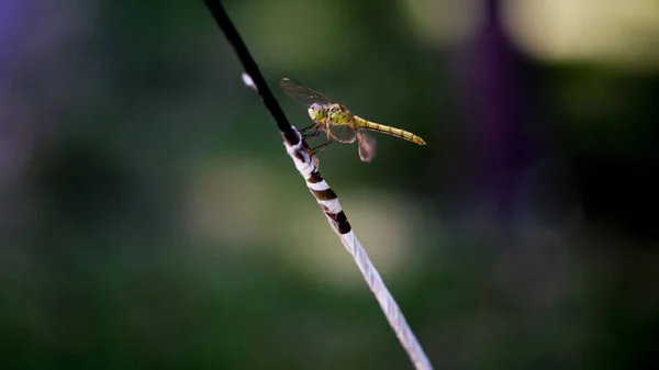 Hermosa Libélula Con Alas Transparentes Verano —  Fotos de Stock