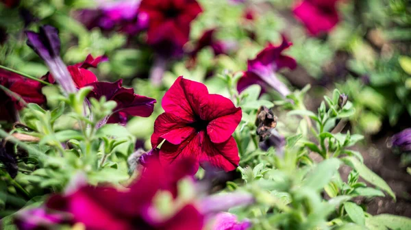 Plantas Flores Hojas Ramas Árboles Arbustos Hierba — Foto de Stock