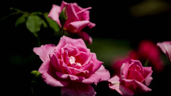 Plantas Flores Folhas Ramos Árvores Arbustos Grama — Fotografia de Stock