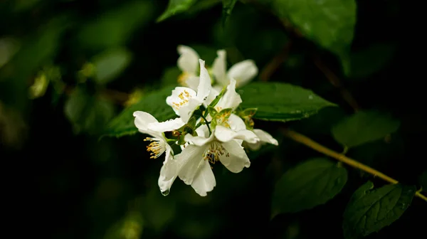 Plants Flowers Leaves Branches Trees Shrubs Grass — Stock Photo, Image