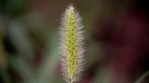 Plants Flowers Leaves Branches Trees Shrubs Grass — Stock Photo, Image