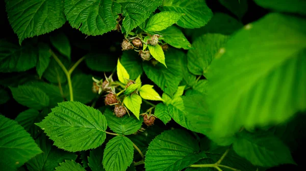 Plants Flowers Leaves Branches Trees Shrubs Grass — Stock Photo, Image