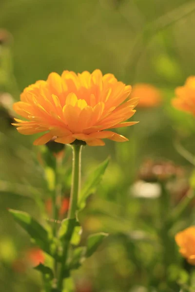 Oblíbené Krásné Květiny Přírodě — Stock fotografie