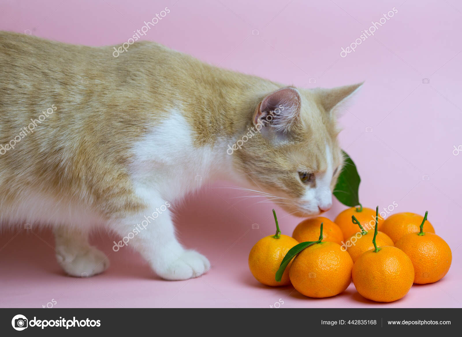 Кошка мандарин. Смешной мандарин. Кот апельсин. Котенок апельсин. Кошки апельсины.