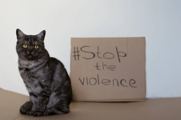 En katt som sitter nära en pappskylt med inskriptionen - stoppa våldet Stockfoto
