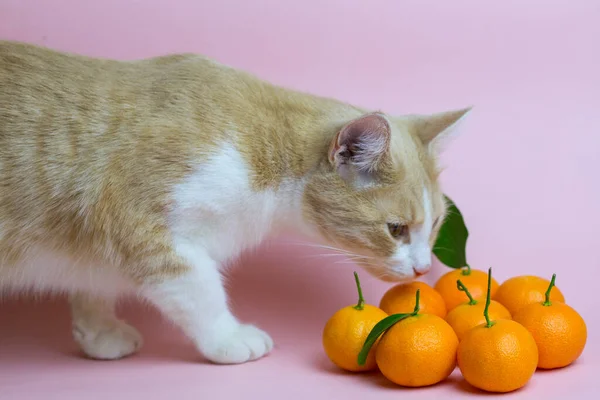 Die Ingwerkatze jagt Mandarinen. Katze, die Mandarinen liebt Stockbild