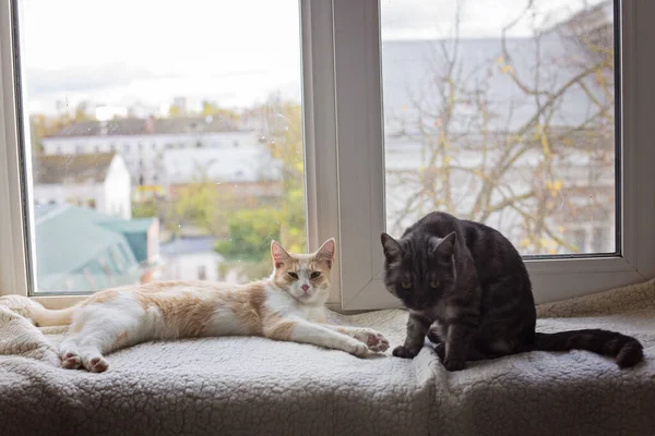 İki kedi pencere eşiğinde yatar ve kameraya bakar.