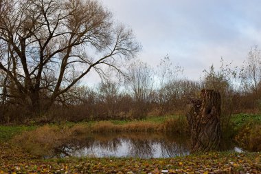 Sonbahar doğası şehrin dışında. Büyük yaşlı bir ağacın yanında bir gölet..