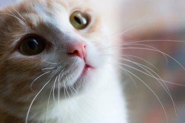 Küçük kedi acıyarak yukarı bakıyor. Bir kedi yavrusu ev arıyor.