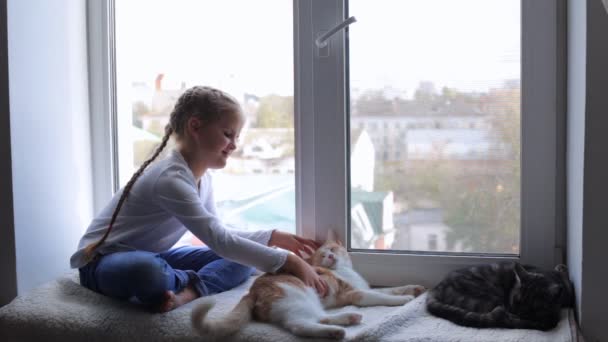 Un niño pequeño con gatos se sienta en el alféizar de la ventana y mira a la calle. Amistad del niño y los animales — Vídeos de Stock