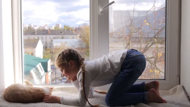 어린 소녀와 생강 고양이는 창가에 앉아 놀고 있습니다. 동물을 존중 한다는 개념 — 비디오