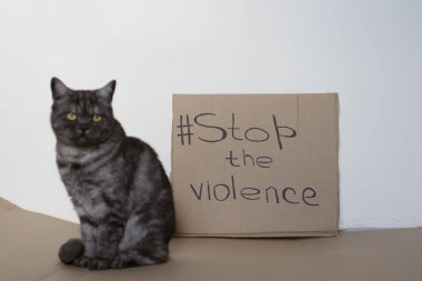 Kedi hayvanlara karşı şiddeti durdurmak istiyor. Üzerinde 