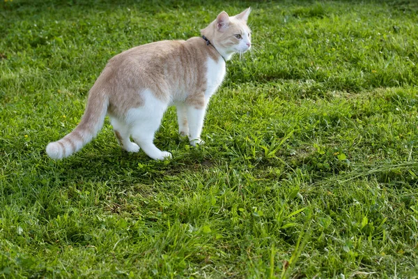 Domestic cat with a collar on a background of juicy green grass — Stock Photo, Image