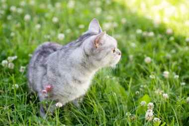 Gri bir İngiliz kedisi yeşil çimlerin üzerinde duruyor ve nefes alıyor.