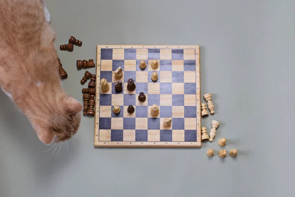 Die Katze spielt mit Schach. Ein komisches Spiel einer Katze im Schach — Stockfoto