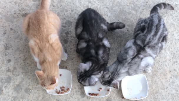 Tři kočky budou soutěžit, kdo bude jíst rychleji. Soutěže mezi kočkami. Domácí kočky jedí své jídlo. — Stock video