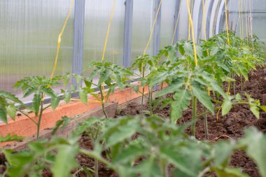 Bir serada domates tohumları. Sebze yetiştiriyorum