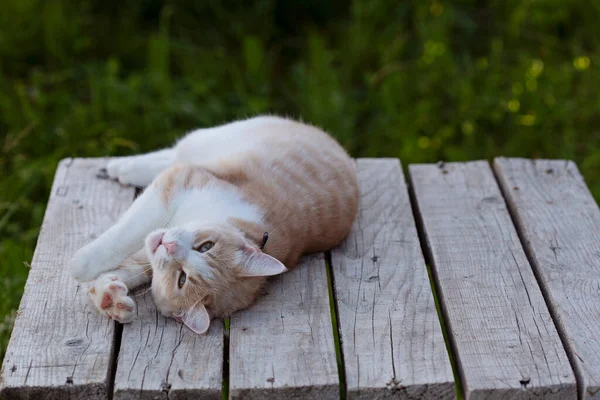 En ingefära katt sträcker sig när den ligger på ett bord gjort av tavlor — Stockfoto