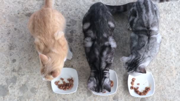Tři kočky soutěží, kdo bude jíst rychleji. Tři kočky — Stock video
