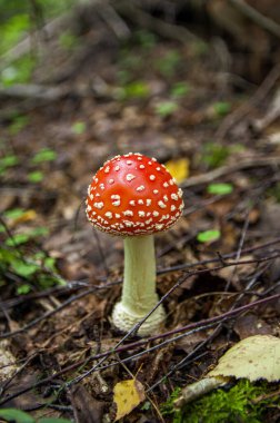 Sonbahar ormanlarında yaprakların arasından kızıl sinek filizlenir.
