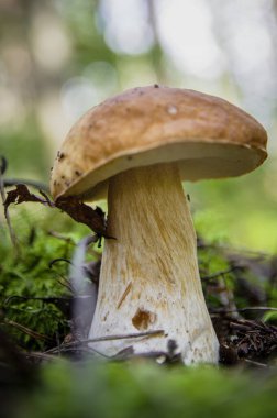 Yapraklarda yetişen mantar mantarı, sonbahar ormanlarında yosun.