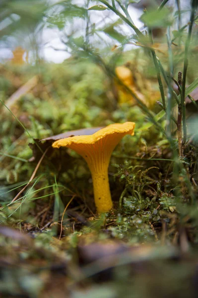 Amarillo joven con hermosa textura de champiñón cantarela en musgo —  Fotos de Stock