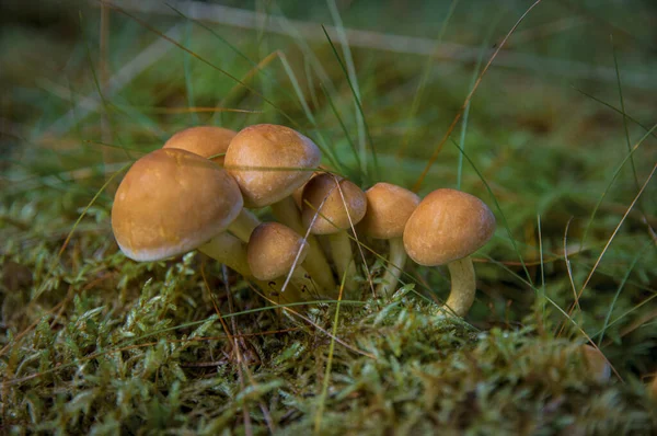 Группа съедобных медовых грибов в мху в лесу — стоковое фото