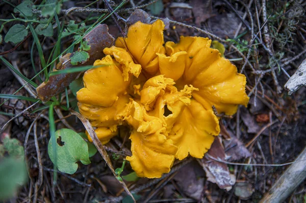 Textuur van grote golvende chanterelle paddestoel in herfstbos — Stockfoto