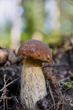 Sonbahar ormanlarında brunchlarda yetişen küçük mantarlar.