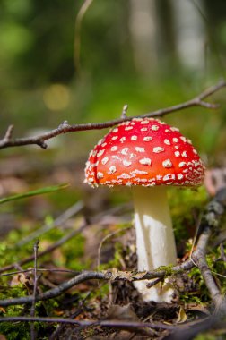 Sonbahar ormanlarında yaprakların arasından kızıl sinek filizlenir.