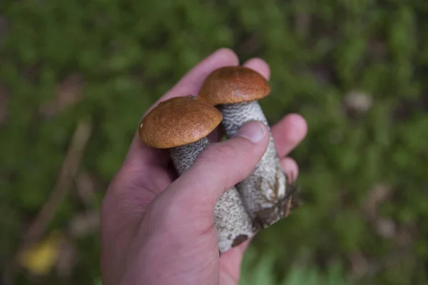 Mano sosteniendo dos setas de álamo boletus en el bosque de otoño —  Fotos de Stock