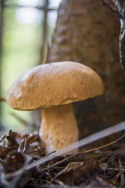 Большой гриб в осеннем лесу рядом с деревом — стоковое фото