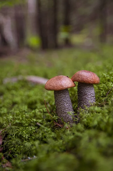 Aspen bolet champignons poussant dans la mousse dans la forêt d'automne — Photo