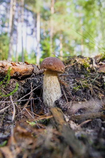 Маленький гриб болетус, растущий на поздних завтраках в осеннем лесу — стоковое фото