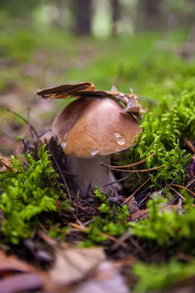 Sonbaharda yosun kabuğunun altında büyüyen mantar mantarı — Stok fotoğraf