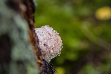 Sonbaharda balçıkla kaplı beyaz ilginç ağaç mantarı. 