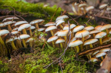 Devrilmiş köknar ağacından büyüyen sahte bal mantarları. 