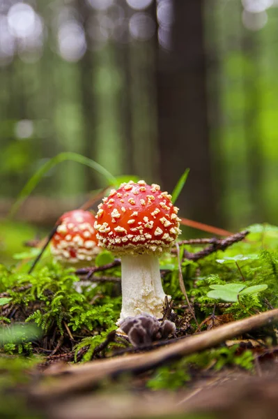 Mouche rouge agarique germée à travers la mousse dans la forêt d'automne — Photo