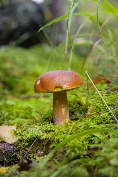 Champignon Bolet poussant sous l'herbe dans la mousse en automne — Photo