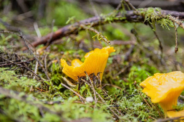 Galben tânăr cu textură frumoasă ciuperci chanterelle în mușchi — Fotografie, imagine de stoc