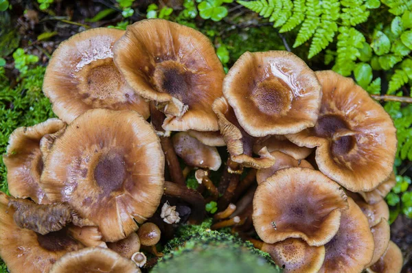 Inedibles viejos y grandes hongos falsos de miel que crecen del árbol — Foto de Stock