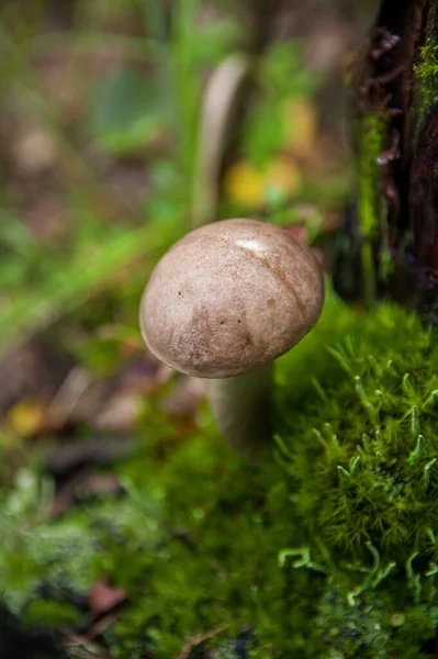 Młody grzyb brzozowy w mchu w jesiennym lesie — Zdjęcie stockowe