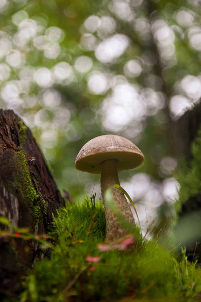 Young birch bolete mushroom in moss in autumn forest — Stock Photo, Image