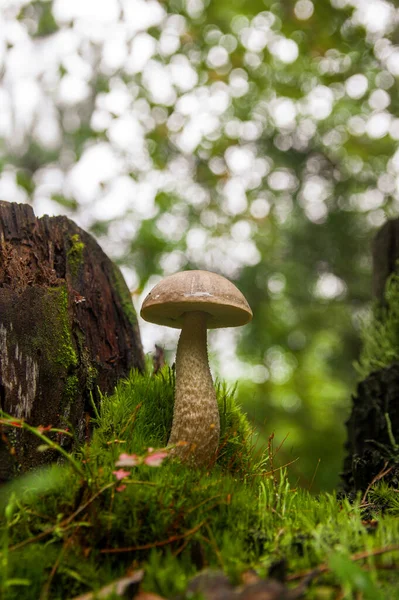 Jeune champignon bolet de bouleau dans la mousse dans la forêt d'automne — Photo