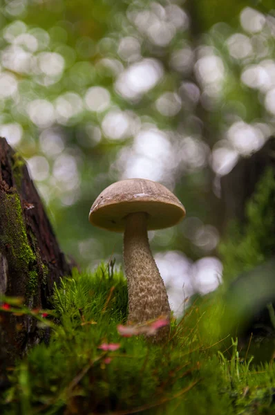 Молодые березовые грибы в мху в осеннем лесу — стоковое фото
