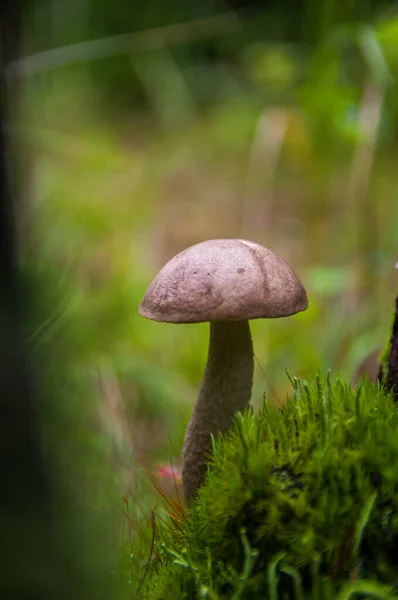 Jeune champignon bolet de bouleau dans la mousse dans la forêt d'automne — Photo